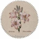 �������� ����� ����� (�������)